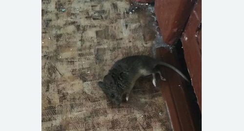 Дезинфекция от мышей в Камызяке
