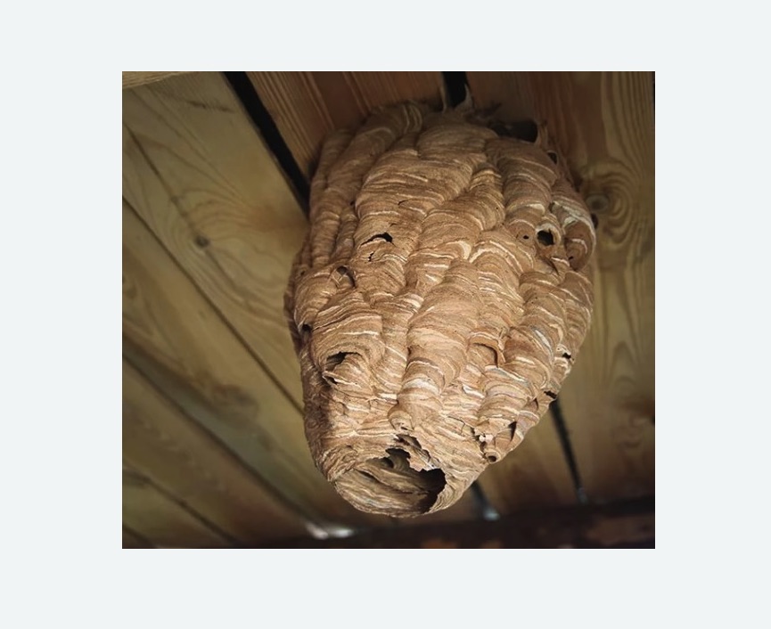 обработка от шершней в Камызяке