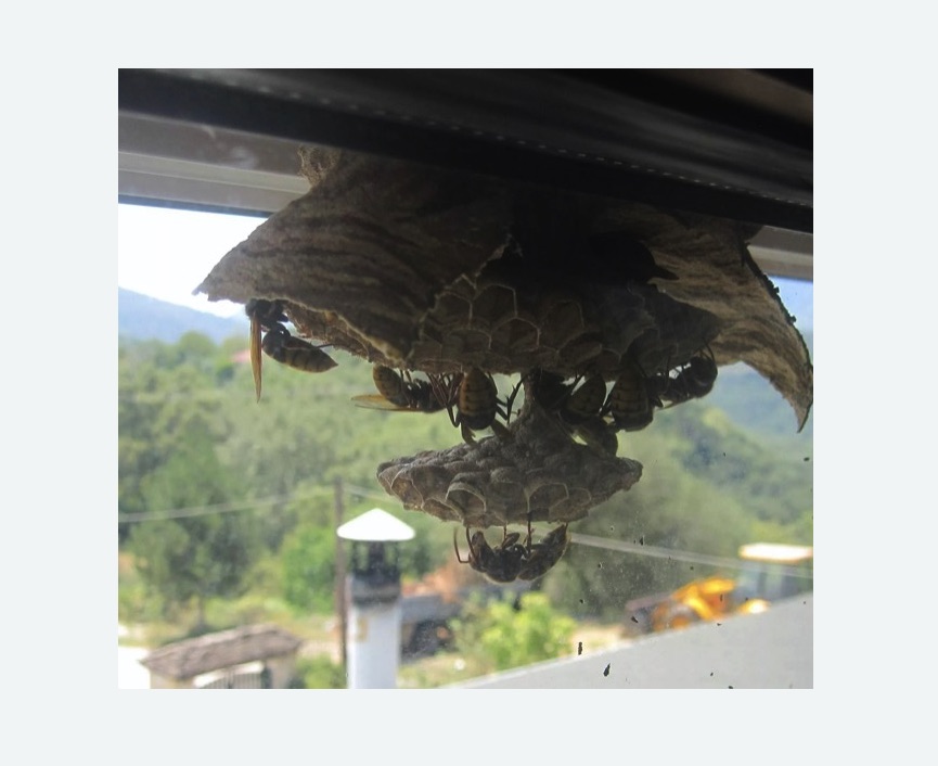 Уничтожение гнёзд шершней в Камызяке