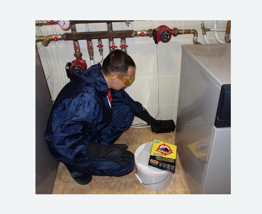 Уничтожение крыс в Камызяке