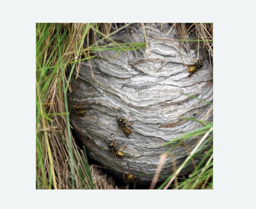 Уничтожение ос и ульев в Камызяке